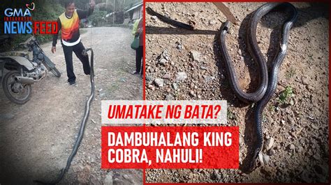 atabs sa damuhan|Dambuhalang king cobra na nakita ng bata, napatay ng mga .